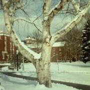 Snowy tree