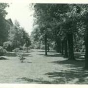 Row of trees and building