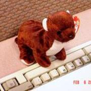 2004-02-06 Computer Keyboard Weasel JPG
