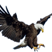 2011-11-10 Eagle In Flight PNG