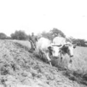 Ox-team days in Edinboro about 1900 (2)