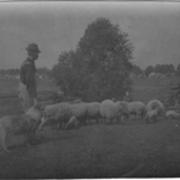 George Goodell with sheep, 1909