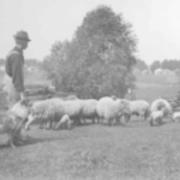 Todd Goodell - sheep farmer- about 1910