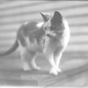 Mr. Kupper's pet cat