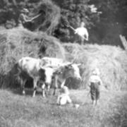 Ox-cart days in Edinboro over 50 years ago (2)