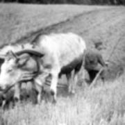 Ox-cart days in Edinboro over 50 years ago
