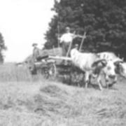 Ox-team days in Edinboro about 1900