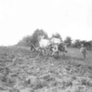 Ox-team days in Edinboro about 1900 (3)